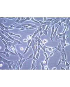 Millipore Ct-2a Mouse Glioma Cell Line