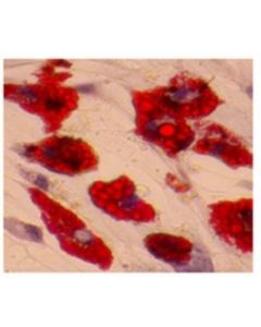 Millipore Mesenchymal Adipogenesis Kit