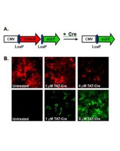 Millipore Tat-Cre Recombinase