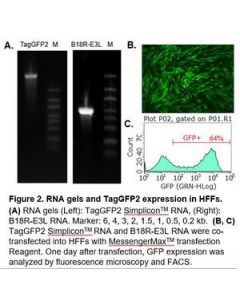 Millipore Taggfp2 Simplicon Rna (E3l) Kit