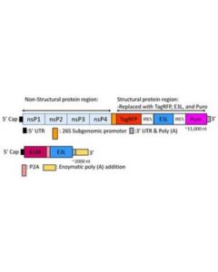 Millipore Tagrfp Simplicon Rna (E3l) Kit
