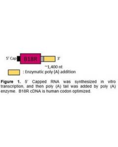 Millipore B18r Rna (Human Codon Optimized)