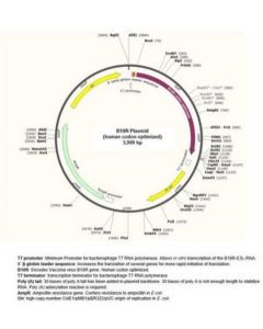 Millipore B18r Plasmid (Human Codon Optimized)