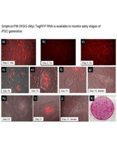 Millipore Human Oksg-Cmyc Tagrfp Simplicon Plasmid