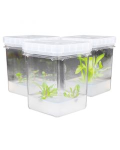 RPI Plant CuLture Vessel, 65mm X 65mm X 77mm, 100 Vessels Per Case