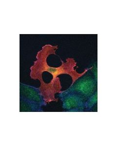 Sigma-Aldrich Monoclonal Anti-Flag(R) M2