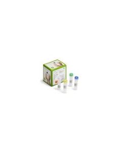 Cytiva illustra GenomiPhi V2 DNA Amplification Kit Illustra GenomiPhi V2 DNA Amplification Kit offers