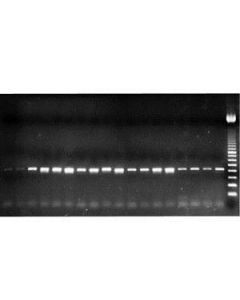 Cytiva Ready-To-Go You-Prime First-Strand Beads The kit provides 50 preformulated, single-dose reaction