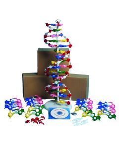 United Scientific Dna Model Kit W/ Four Models And Cd