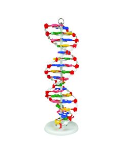 United Scientific Dna Model, Pre-Assembled