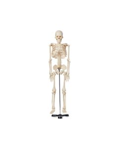 United Scientific Human Skeleton Model, 85cm