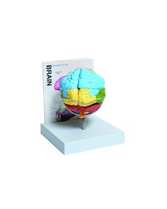 United Scientific Human Brain Model, 8-Part