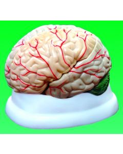 United Scientific Brain Model, 3-Part