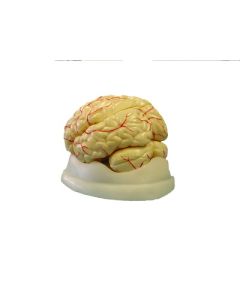 United Scientific Brain Model, 8-Part