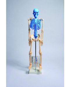 United Scientific Human Skeleton Model W/ Fold-Out Guide
