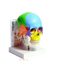 United Scientific Human Skull Model W/ Fold-Out Guide