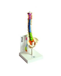 United Scientific Human Small Spine Model W/ Fold-Out Guide