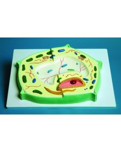 United Scientific Plant Cell Model