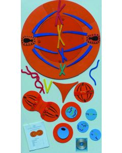 United Scientific Mitosis Manipulatives Kit