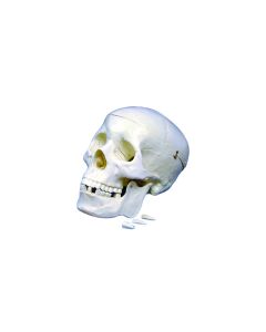 United Scientific Human Skull Model